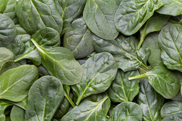 Fresh green baby spinach leaves background close up. - Фото, зображення