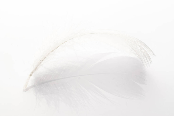 Feather flat. Multicoloured pastel angel feather closeup texture on white background in macro photography, soft focus. Fashion color trends spring summer - Фото, зображення