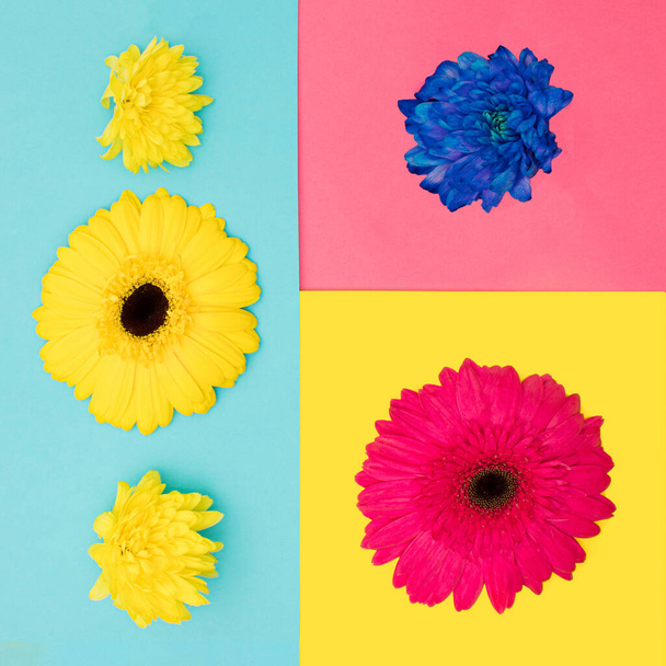 Spring flowers creative concept composition. Yellow, blue and pink flowers against blue, pink and yellow background. - Photo, image