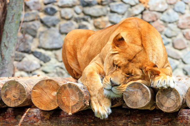 大きな雌ライオンは、石の壁の背景がぼやけている木製の丸太で作られたプラットフォームで静かに眠っています。垂直画像、コピースペース、クローズアップ. - 写真・画像