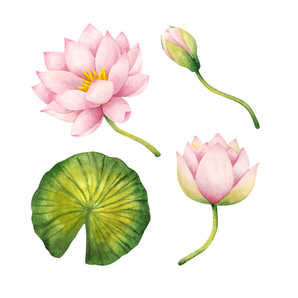 Pink water Lily flowers, Bud, leaf. Set of watercolor illustrations isolated on a white background. The delicate Lotus. Stock image. Plant elements for decoration, design, stickers - 写真・画像