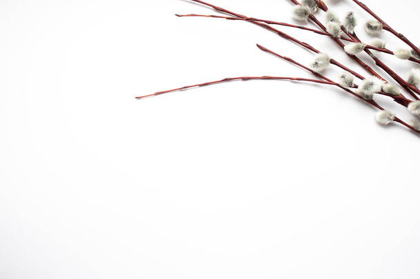 Пасхальная концепция. Белый пасхальный фон с ивовыми ветвями. - Фото, изображение
