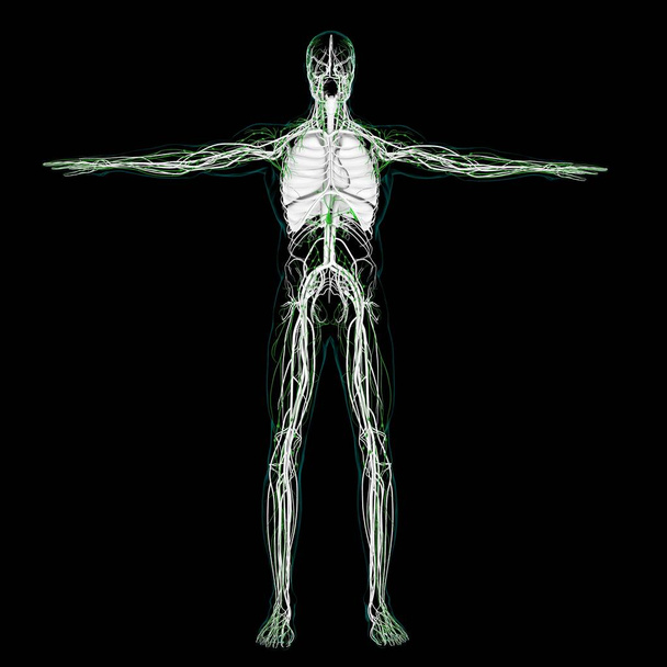 Ανθρώπινη Λεμφική Ανατομία Κόμβων Για Ιατρική Έννοια 3D Εικονογράφηση - Φωτογραφία, εικόνα