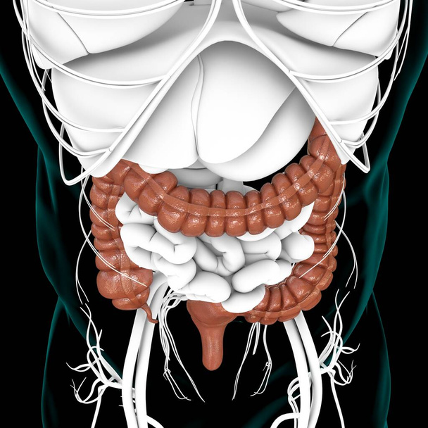 Анатомия пищеварительной системы человека для медицинской концепции 3D иллюстрация большого кишечника - Фото, изображение