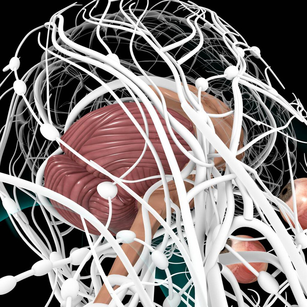 Emberi agy belső részek Anatómia orvosi koncepció 3D illusztráció - Fotó, kép