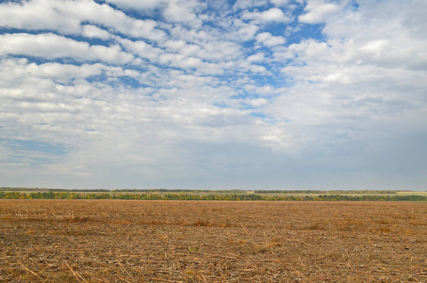 Green winter field in late autumn, next to plowing. - Fotografie, Obrázek