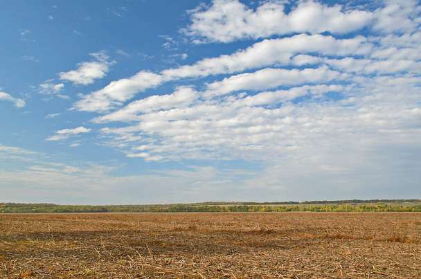 Зелене зимове поле в кінці осені, поруч з оранкою
. - Фото, зображення