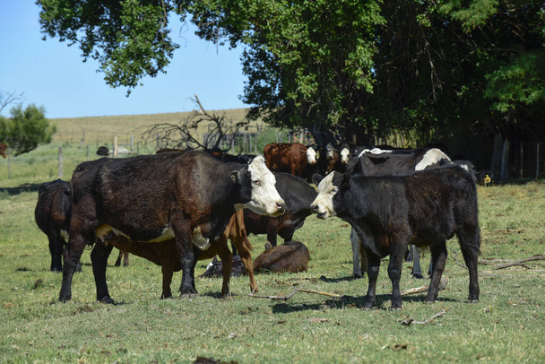 Ssanie bydła i cieląt, argentyńska wieś, prowincja La Pampa - Zdjęcie, obraz