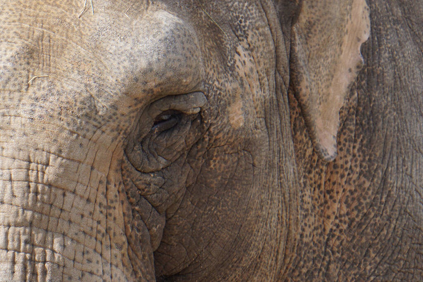A closeup shot of an elephant in the zoo - Zdjęcie, obraz