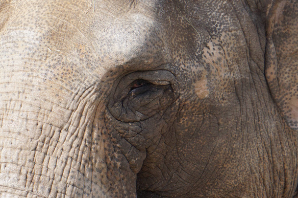 A closeup shot of an elephant in the zoo - Foto, Imagem