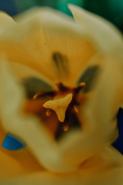 A vertical closeup shot of yellow tulips - Foto, afbeelding