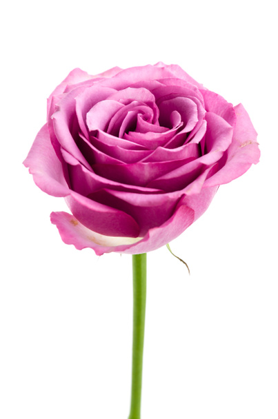 vaaleanpunainen ruusu eristetty valkoinen - Valokuva, kuva