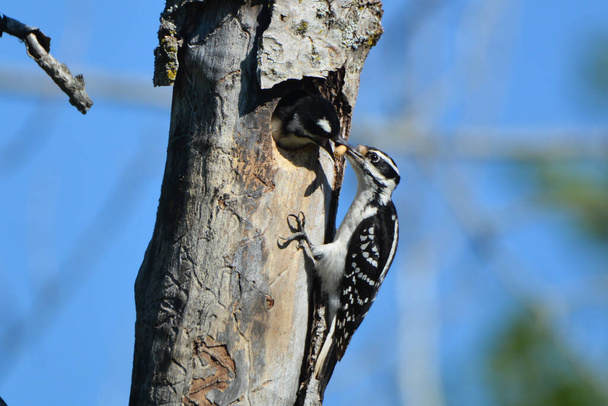 Close up of a Hairy Woodpecker bird with baby bird - Photo, Image