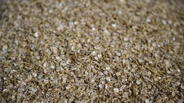Video switching focus across a heap of ground barley (hordeum vulgare) in a grain store - Footage, Video