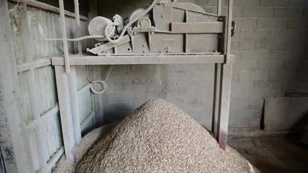ローラー工場から出てきて、ヒープを形成する地上大麦(ホルデウムハゲタカ)のビデオ - 映像、動画