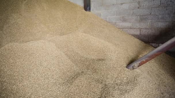 Video de la cebada en una tienda de granos siendo arrastrado en un elevador de granos - Imágenes, Vídeo