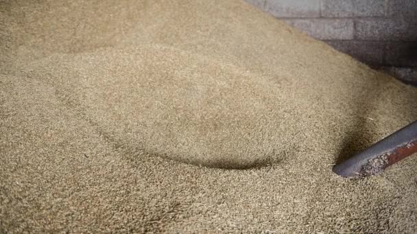 大麦（ホルデウム・ヴァルガレ）のビデオが穀物店の穀物のオーガーに描かれている。 - 映像、動画