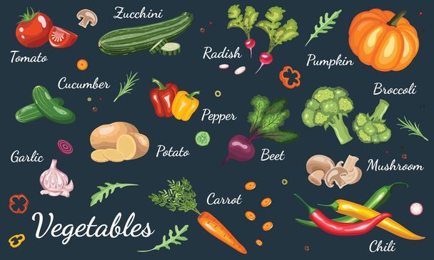 Vegetables vector, hand drawing set with tomato, cucumber, potato, garlic, chili, carrot, broccoli, pumpkin, beet, pepper, radish , mushrooms and zucchini. - Vector, Image