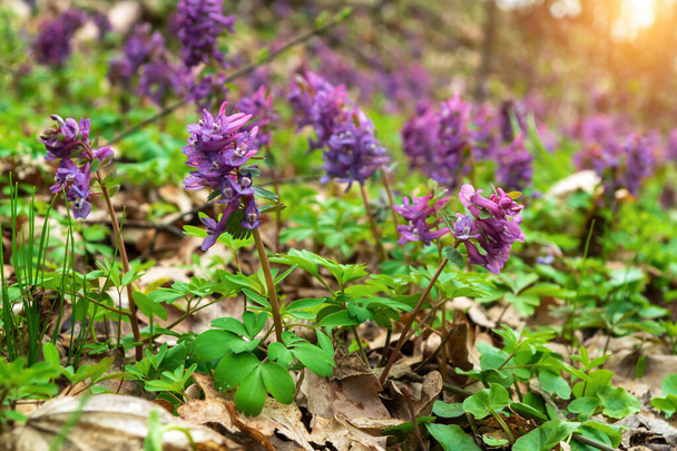 Corydalis solida фиолетовые цветы полые в дикой природе, как правило, цветет весной в парках и лесах - Фото, изображение