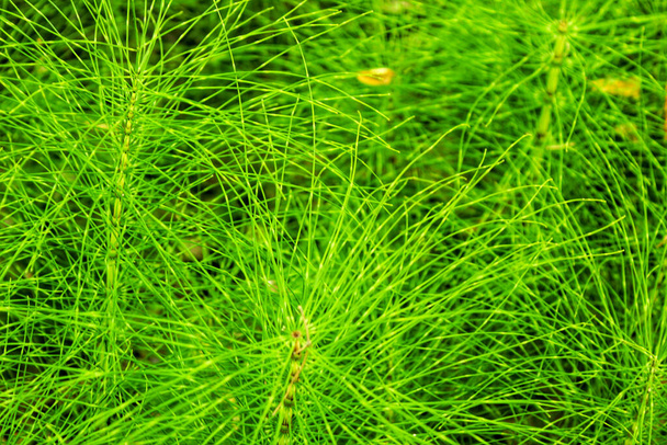 Equisetum Arvense texture végétale en montagne - Photo, image