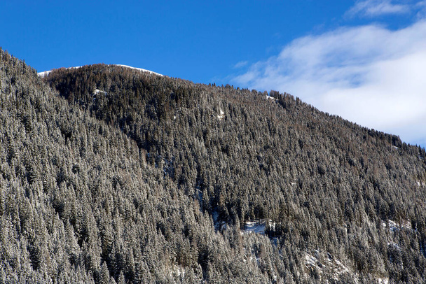 Снежные ели на горе с солнечной погодой - Фото, изображение