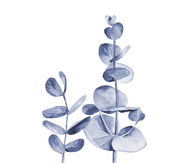 Акварельно голубые ветки. Акварель листья эвкалипта на белом фоне. - Фото, изображение
