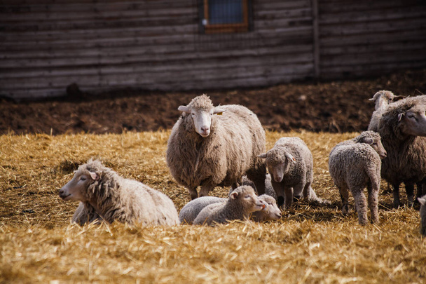 Flock of sheep in an open stall in the farm. - Foto, imagen
