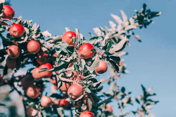 Piękne dojrzałe czerwone jabłka na gałęziach ogrodu sadowego przed błękitnym niebem. Organiczne słodkie owoce wiszące na jabłoniach na farmie. Eko naturalne tło. Słoneczne lato. Jesienny dzień na wsi.  - Zdjęcie, obraz
