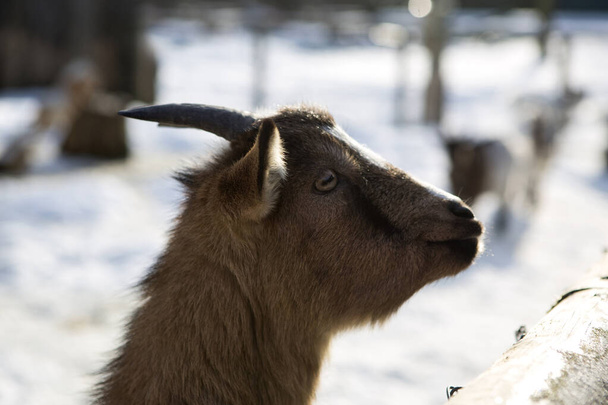 Parktaki cüce keçi, karlı kış mevsiminde - Fotoğraf, Görsel
