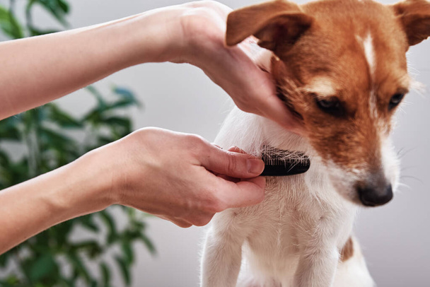 Woman brushing dog. Owner combing her Jack Russell terrier. Pet care - Foto, immagini