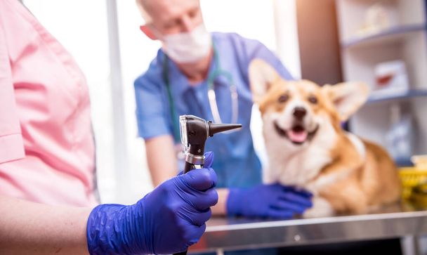 A team of veterinarians examines the ears of a sick Corgi dog using an otoscope - Photo, Image
