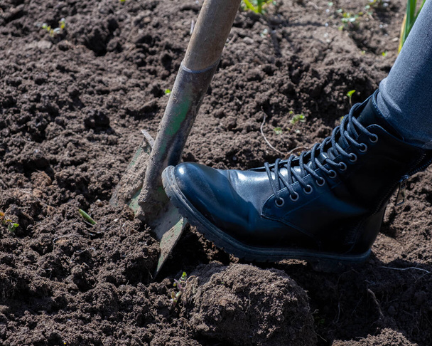 Жіноча нога в чоботях на лопаті копає ліжка в саду
. - Фото, зображення