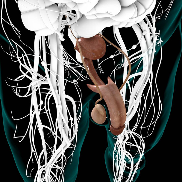 Anatomía masculina del sistema reproductivo para la ilustración 3D del concepto médico - Foto, imagen