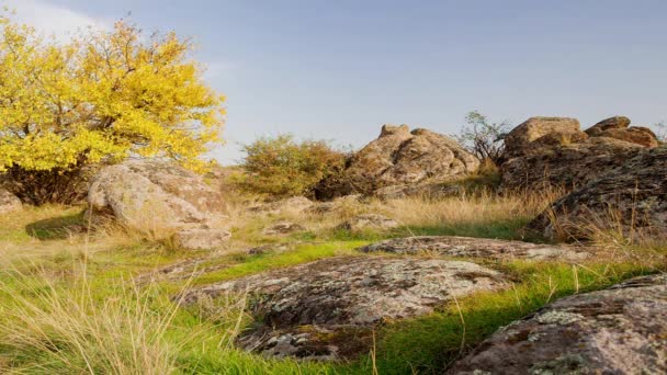 その木は秋の装いで飾られている。ウクライナのアクトフィシー峡谷。秋の木々や周りの大きな石の岩。ライブビデオ - 映像、動画