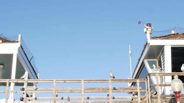 Pájaro gaviota por torre salvavidas en muelle, California EE.UU. Guarda de la vida atalaya cabaña y cielo azul. - Foto, imagen