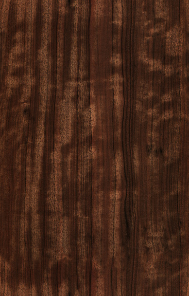 Seamless eucalyptus texture - Photo, image