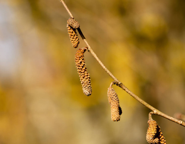 macro achtergrond closeup hazelaar bloesem allergie seizoen begint - Foto, afbeelding