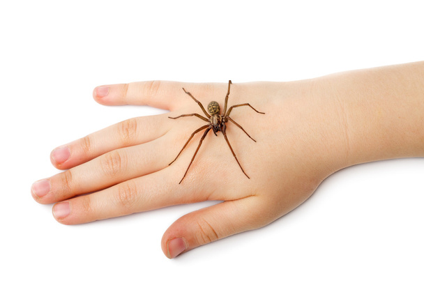 Spinne auf der menschlichen Hand - Foto, Bild