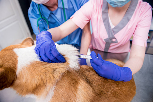 Veterinarian team giving the vaccine to the Corgi dog - Foto, afbeelding