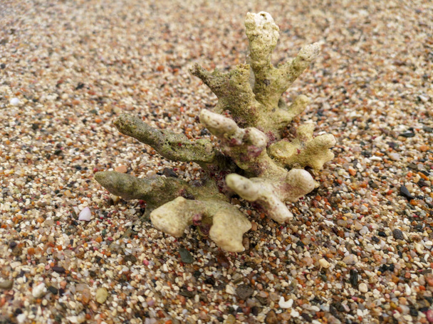 Korallenskelett Textur Struktur Makro auf Sandstrand Hintergrund. Abgestorbene Korallenriffe. Makrohintergrund der Wasserfauna. Abstrakte natürliche Textur. Tropen. Hochwertiges Foto - Foto, Bild