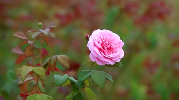 Detailní záběr velké růžové růže kvetoucí s rozmazaným pozadím. korálová růže alias růžová růže fouká ve větru - Záběry, video