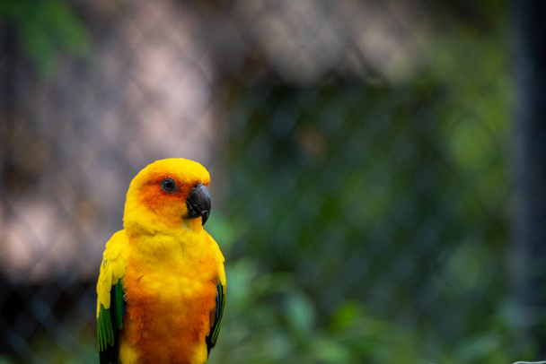 A beautiful yellow parrot is chilling out while standing on an iron cage. - Photo, Image