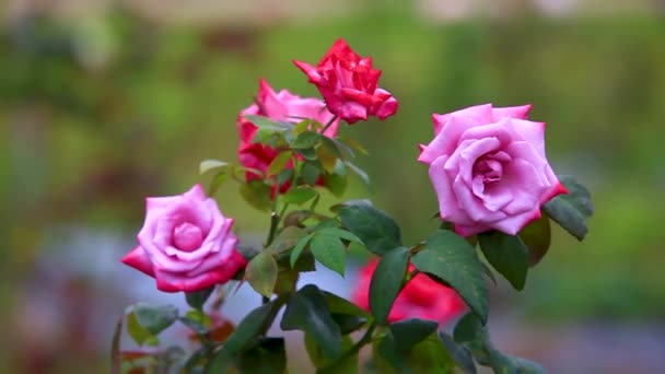 Κοντινό πλάνο ενός μεγάλου ροζ τριαντάφυλλου που ανθίζει με φόντο τη Θολούρα. κοράλλι τριαντάφυλλο γνωστό και ως ροζ τριαντάφυλλο φυσώντας στον άνεμο - Πλάνα, βίντεο