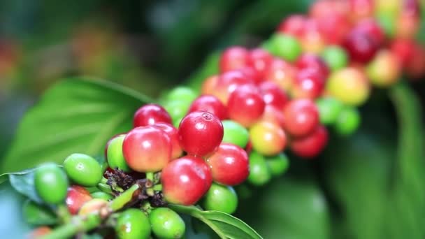 Grupo de granos de café maduros y crudos (cerezas) en rama de árbol de café - Metraje, vídeo