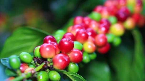 Grupa dojrzałych i surowych ziaren kawy (wiśni) na gałęzi drzewa kawowego - Materiał filmowy, wideo
