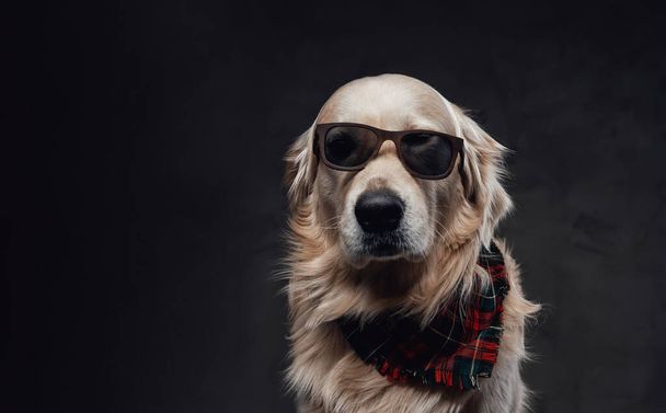 Cute and stylish golden retriever with sunglasses and human hand - Foto, Imagen
