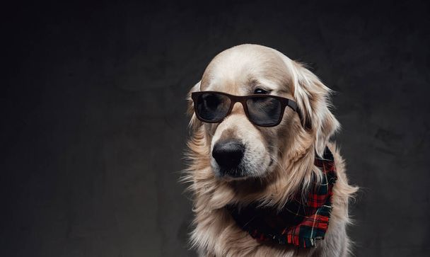 Divertente cane scozzese con occhiali da sole e sciarpa collo in sfondo scuro - Foto, immagini