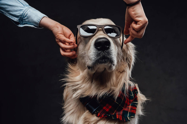 Uomo con gli occhiali da sole su un bel cagnolino alla moda - Foto, immagini
