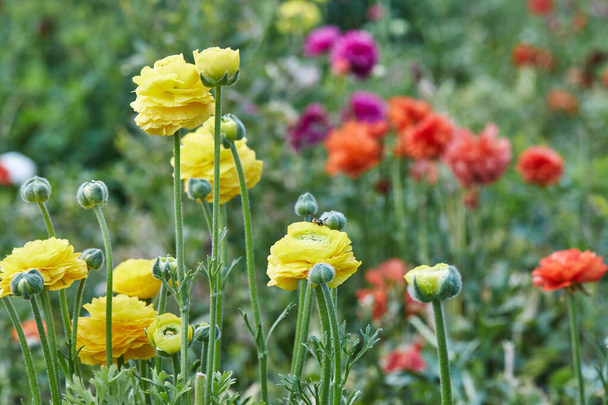 Raccogliere bellissimi fiori colorati nella fattoria in serra è una grande attrazione per il relax - Foto, immagini
