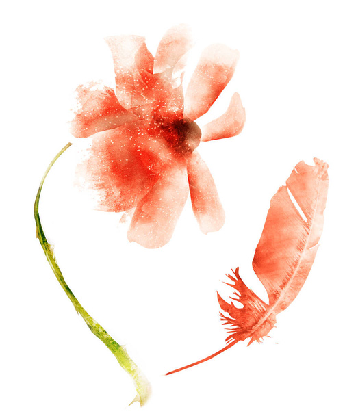 Watercolor flower and feather, isolated on white background - 写真・画像